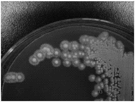 Aureobasidium pullulans and applications thereof