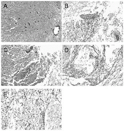 Application of compound to repair of nerve damage