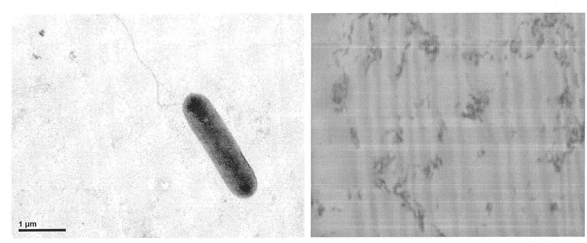 Pseudomonas veronii ZW with alpha-pinene degradation ability and application thereof