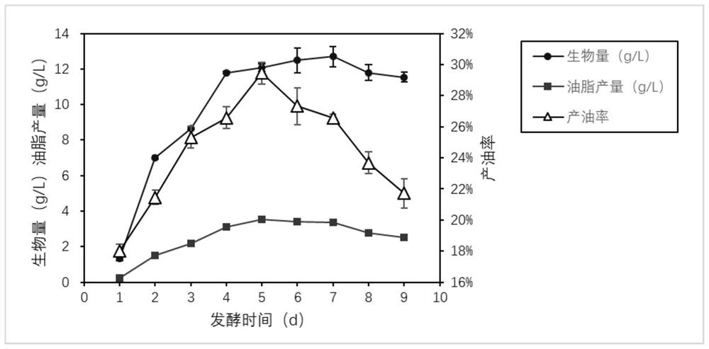 A kind of filamentous fungus Aspergillus niger strain for producing biological oil and its application