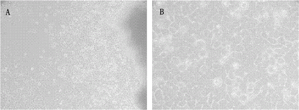 Establishment and application of liver cancer cell line hcc-ly10