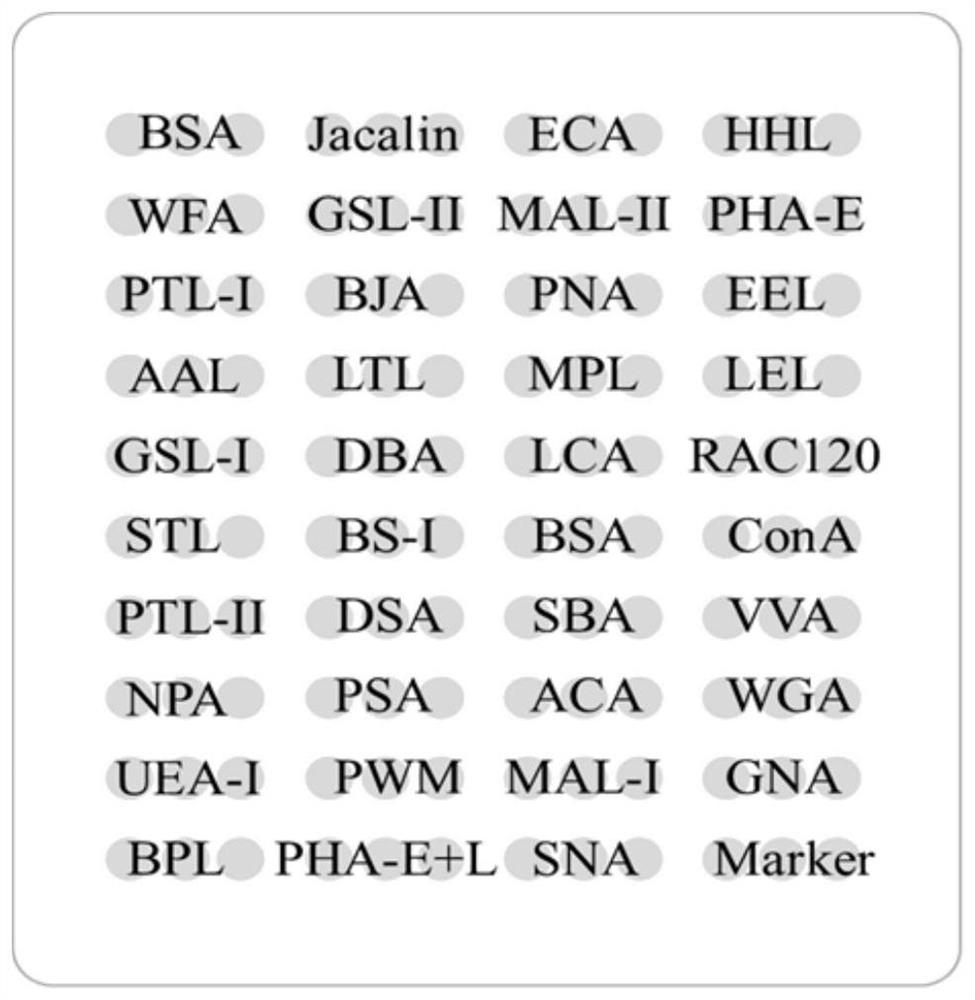 Application of a lectin probe combination in the identification of pregnancy in Qinling and Sichuan golden monkeys based on urine protein glycoforms