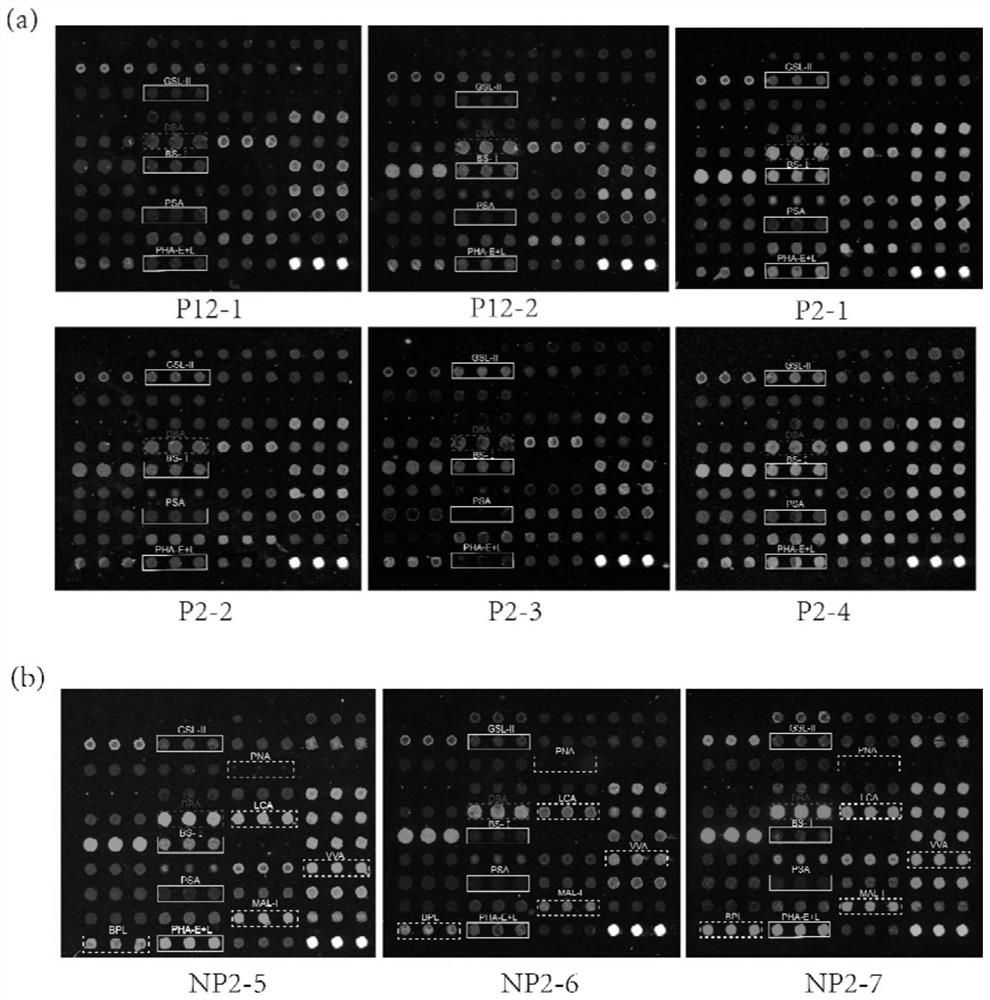 Application of a lectin probe combination in the identification of pregnancy in Qinling and Sichuan golden monkeys based on urine protein glycoforms