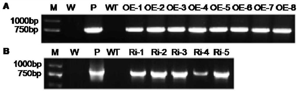 Sweet potato leaf development and flavonoid enhancement related protein IbBBX29 as well as coding gene and application thereof