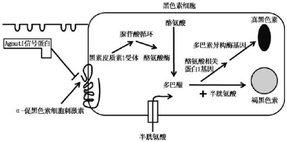 TYR gene molecular marker related to giant salamander body color character and application of TYR gene molecular marker