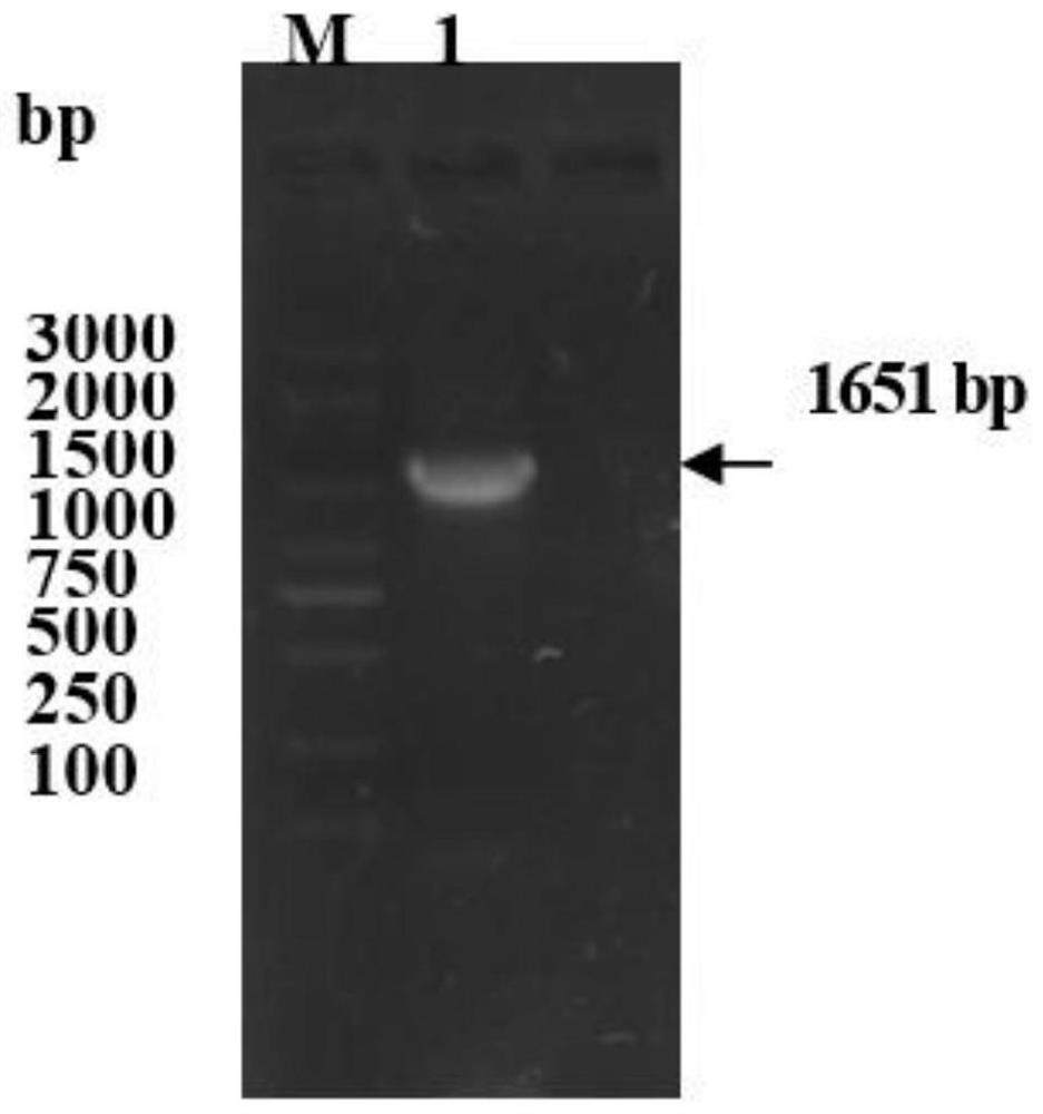 TYR gene molecular marker related to giant salamander body color character and application of TYR gene molecular marker