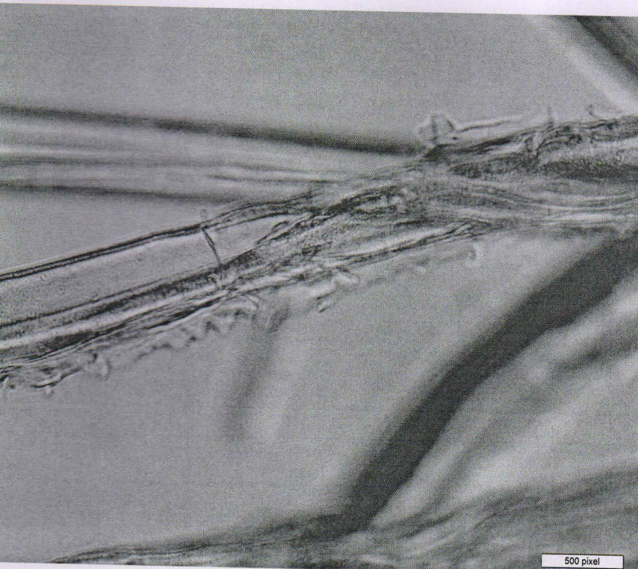 Preparation method and application of cyclodextrin graft-immobilized cellulose acetate