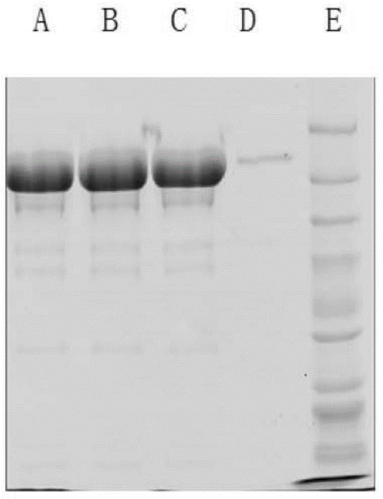 A novel method of preparing agarose magnetic microspheres and uses of the agarose magnetic microspheres in separation and purification of an IgG antibody