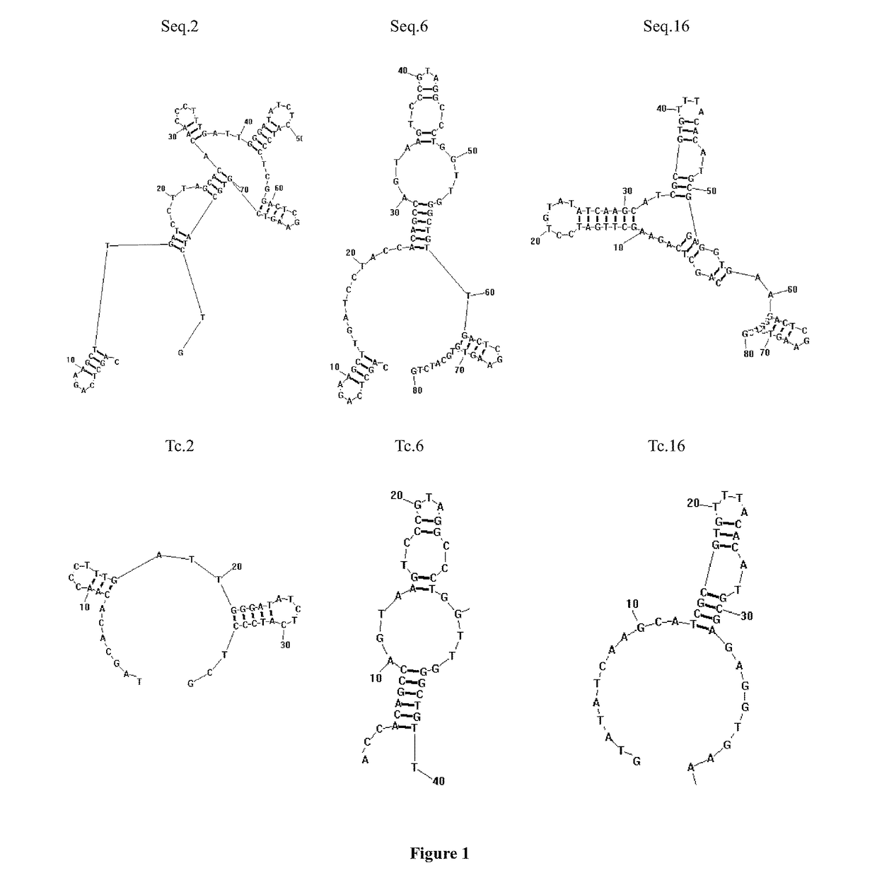 A specific oligonucleotide aptamer for the identification of T-2 toxin