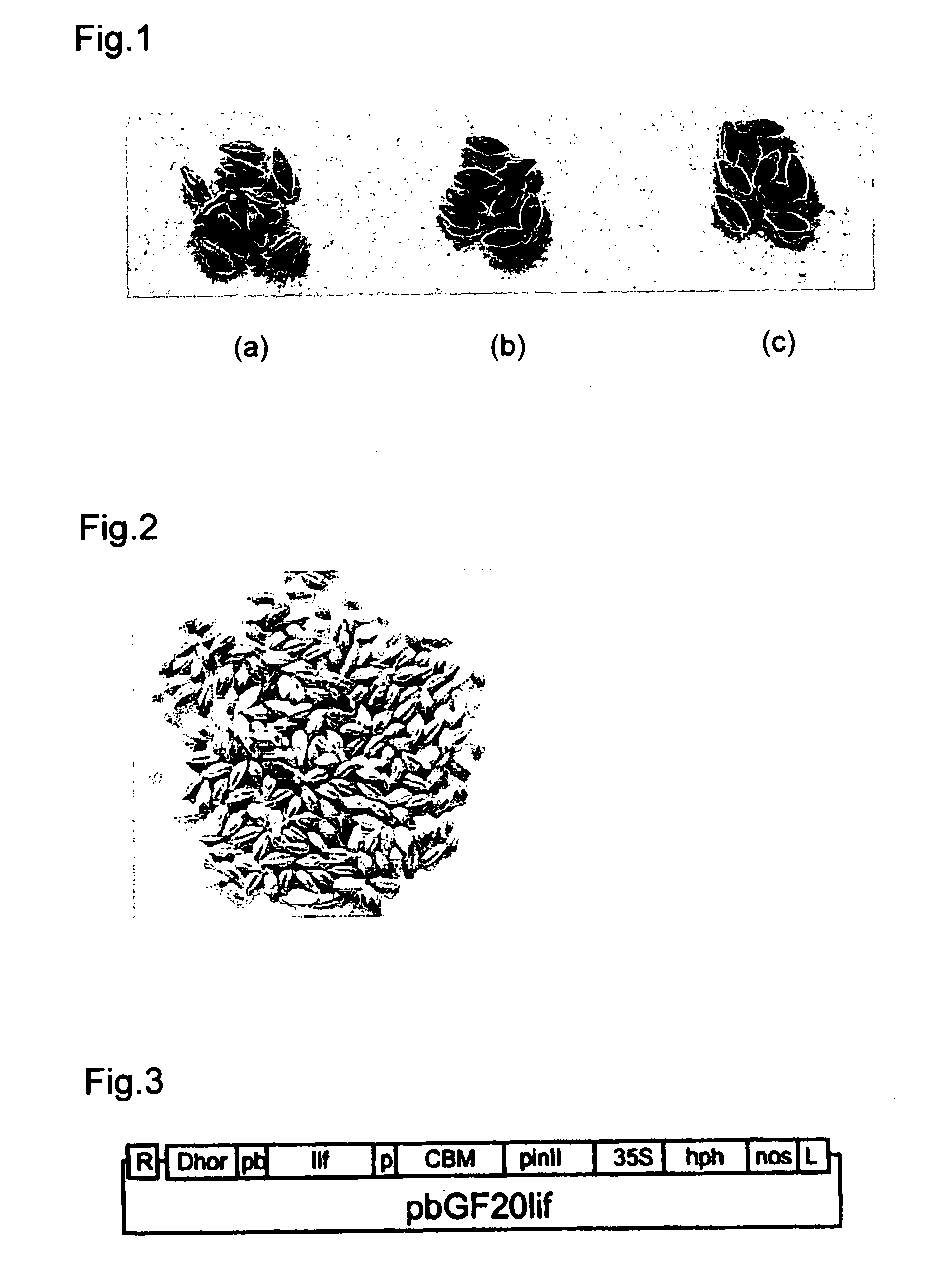 Traceability Of Transgenic Plant Seeds In Upstream And Downstream Processing