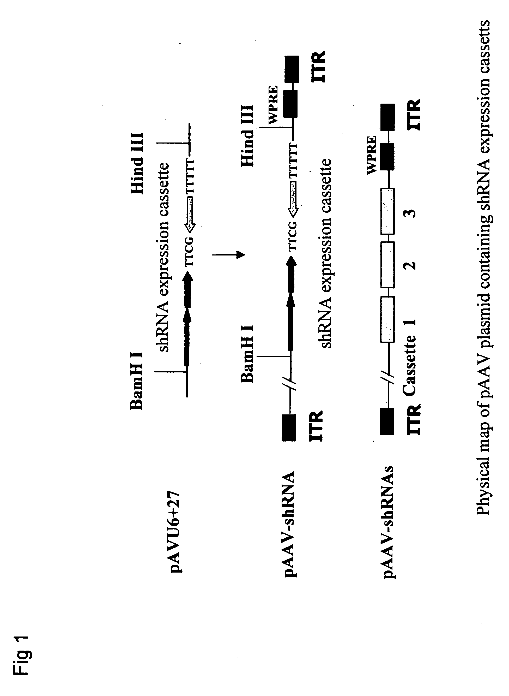 Gene therapy of HBV infection via adeno-associated viral vector mediated long term expression of small hairpin RNA (shRNA)