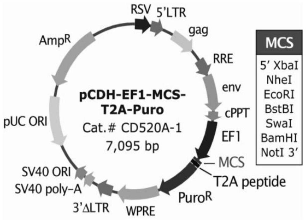 A recombinant mhcc97-1 hepatoma cell with high expression of mutant egfr and its construction