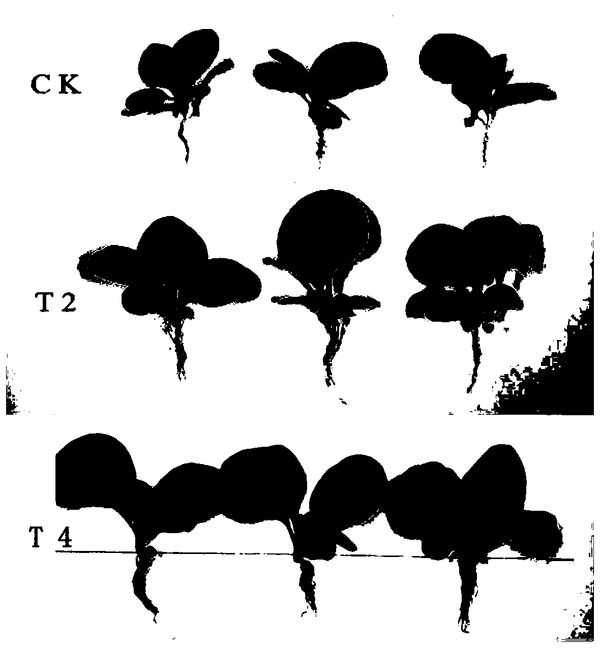 Tobacco seedling culture medium and preparation method and application thereof