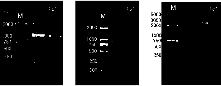 Molecular method for changing flowering rhythm of petunia hybrida