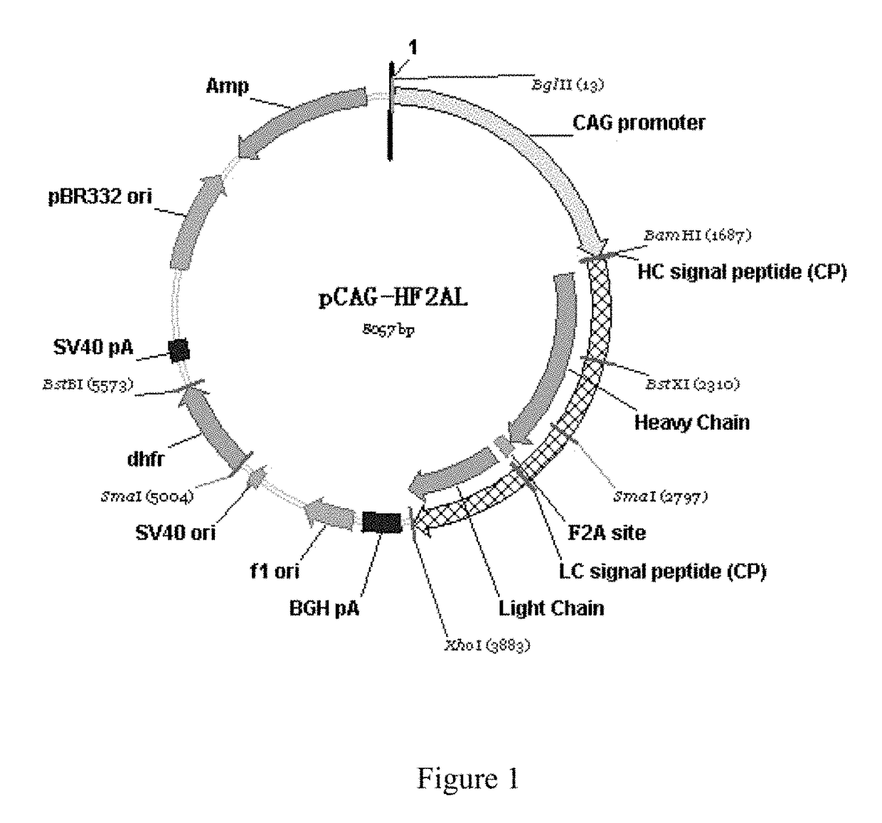 Humanized monoclonal antibodies against the extracellular domain of human death receptor 5