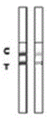 Rabbit pestivirus antibody rapid detection card and preparation method thereof