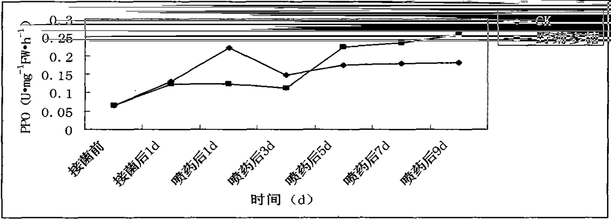 Application of polysaccharides from wild chrysanthemum as a disease resistance elicitor in agriculture