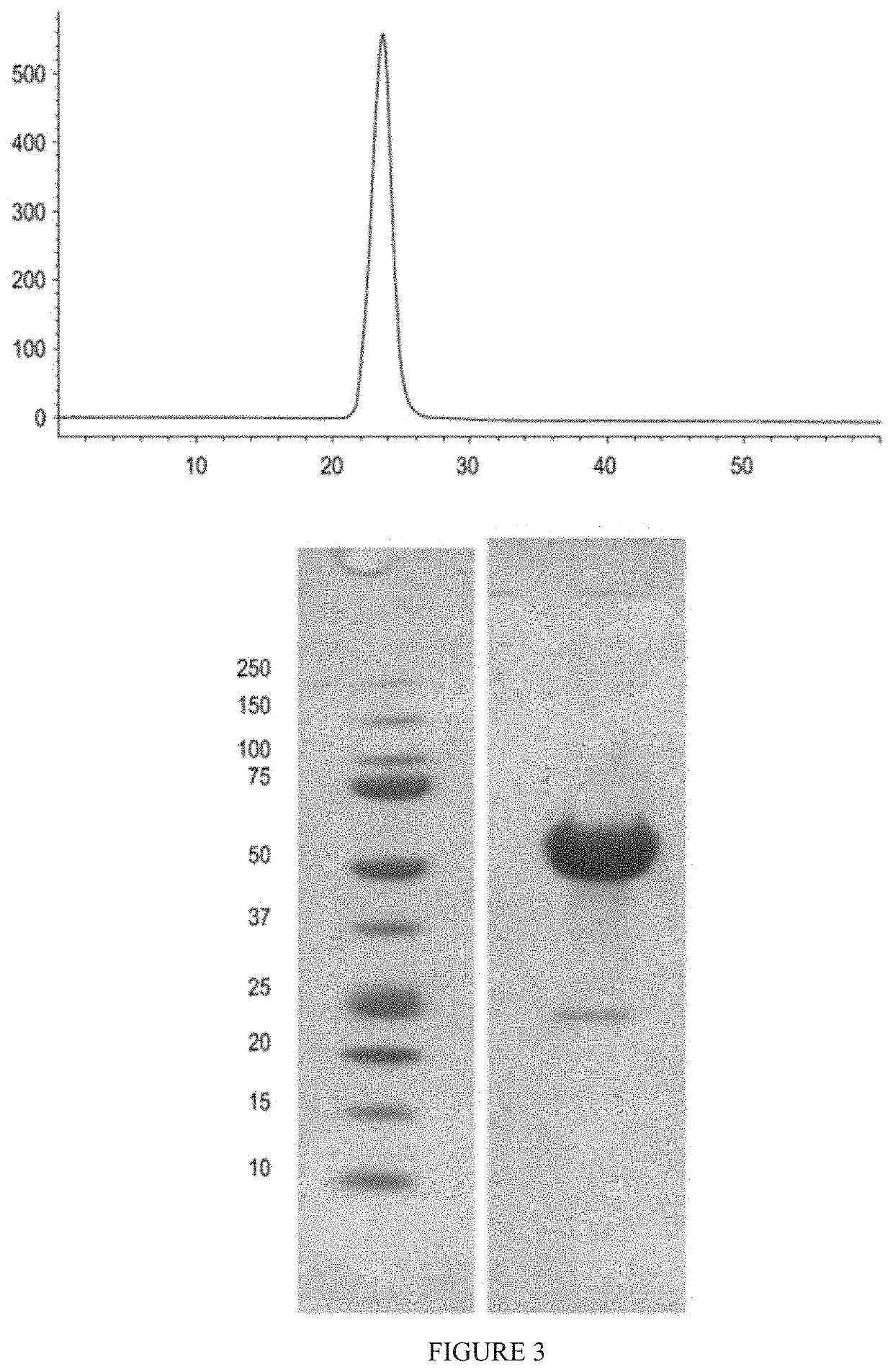 Methods for increasing red blood cell levels and treating ineffective erythropoiesis