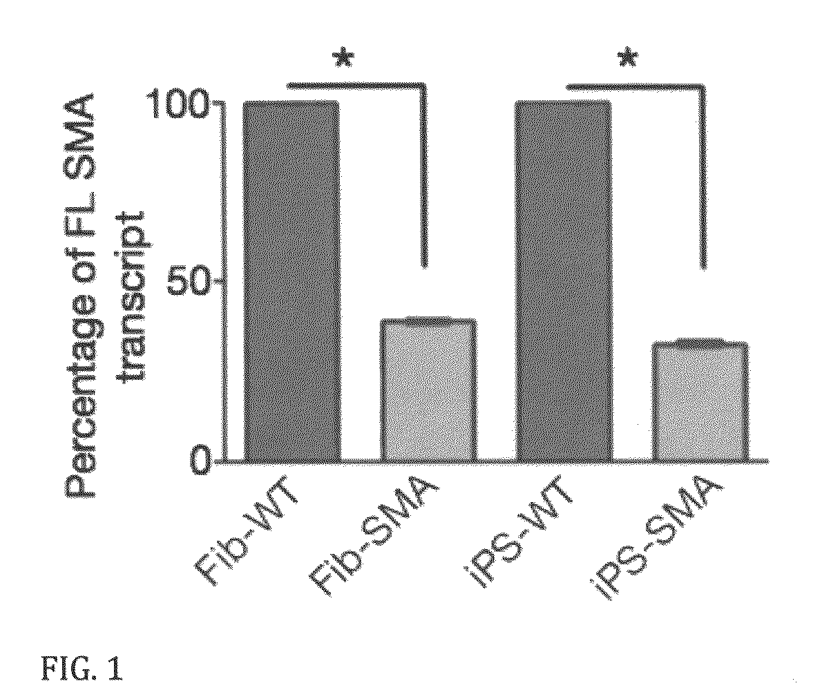 In vitro model of spinal muscular atrophy