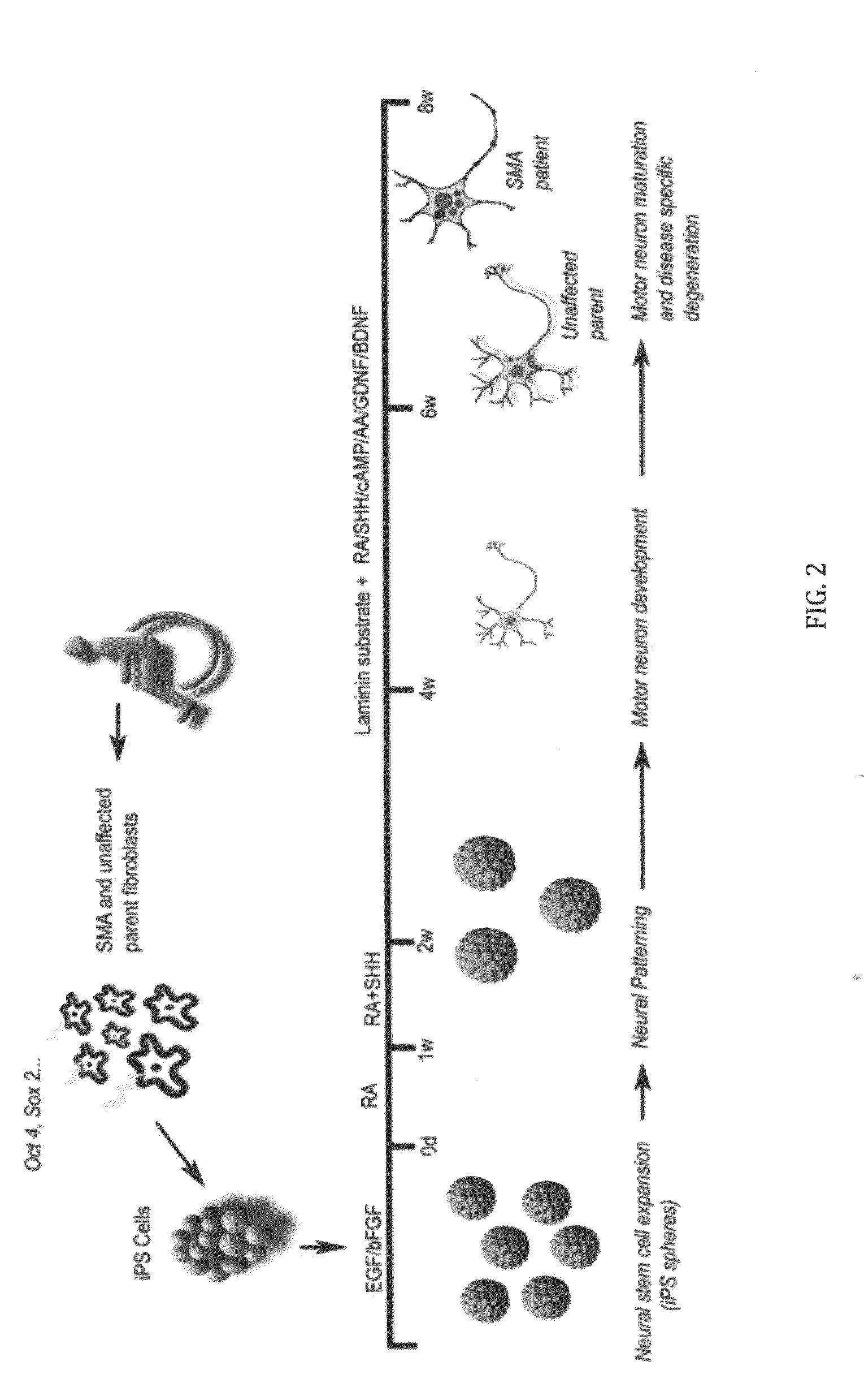 In vitro model of spinal muscular atrophy