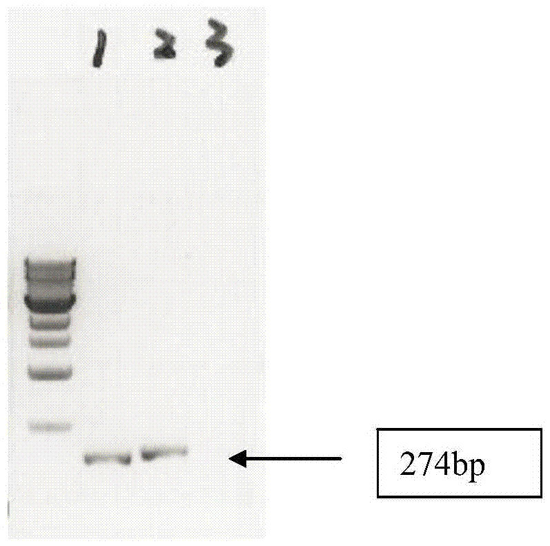 q-PCR primers, identification methods and kits for identifying snails infected with Schistosoma japonicum