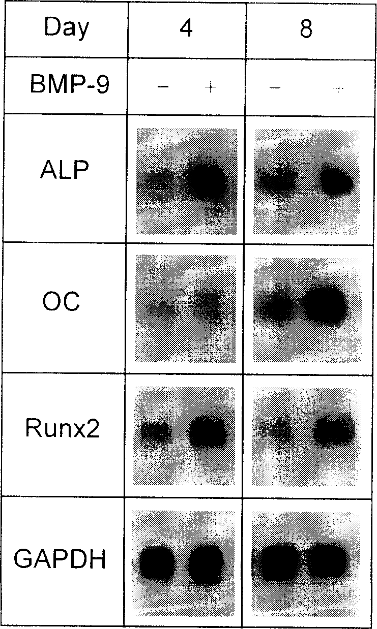 Nucleotide sequence for human morphogenetic protein 9 recombinant proteins and production method and use thereof