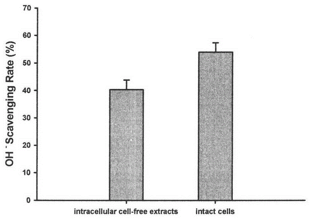 A strain of Pediococcus pentosaceae r1 with in vitro antioxidant activity and its application as an antioxidant in fermented meat products