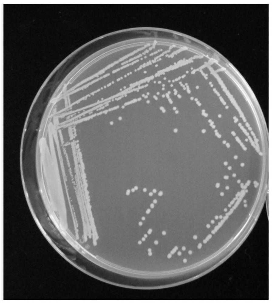 Pseudomonas strain and application thereof