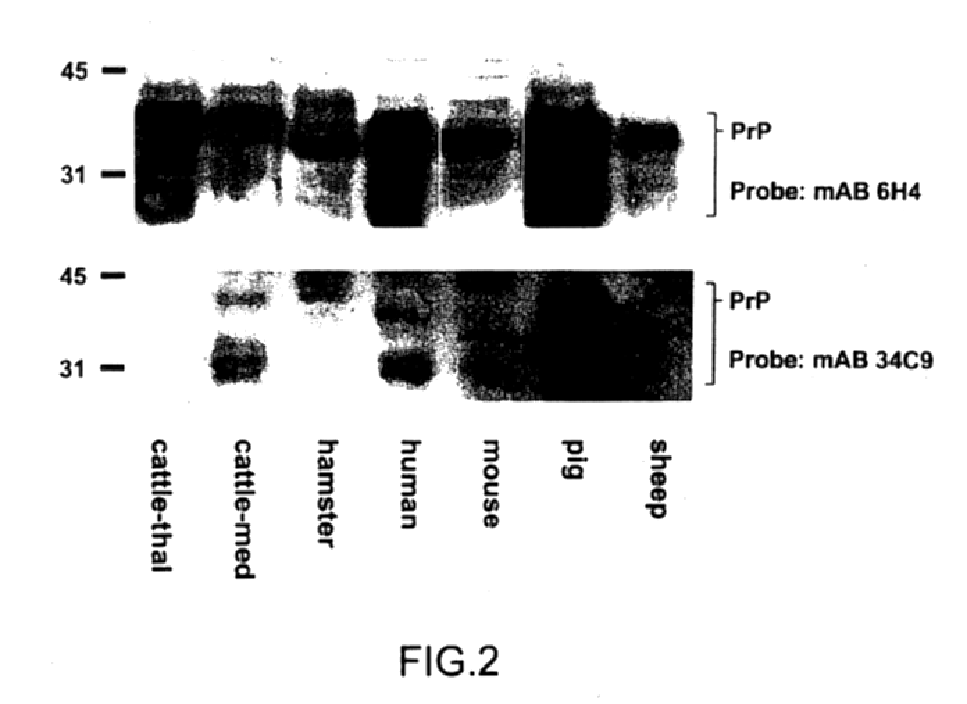 Immunological detection of prions