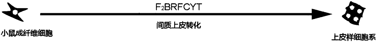 Culture system for preparing endoderm cell line and method for preparing endoderm cell line