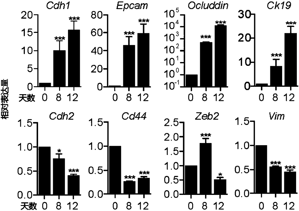 Culture system for preparing endoderm cell line and method for preparing endoderm cell line