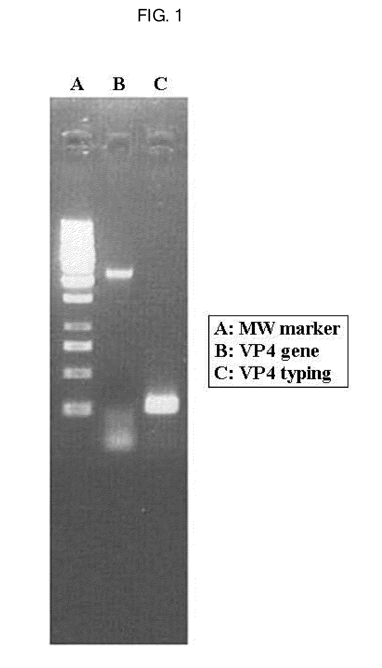 Human Rotavirus and Vaccine Composition Comprising Same