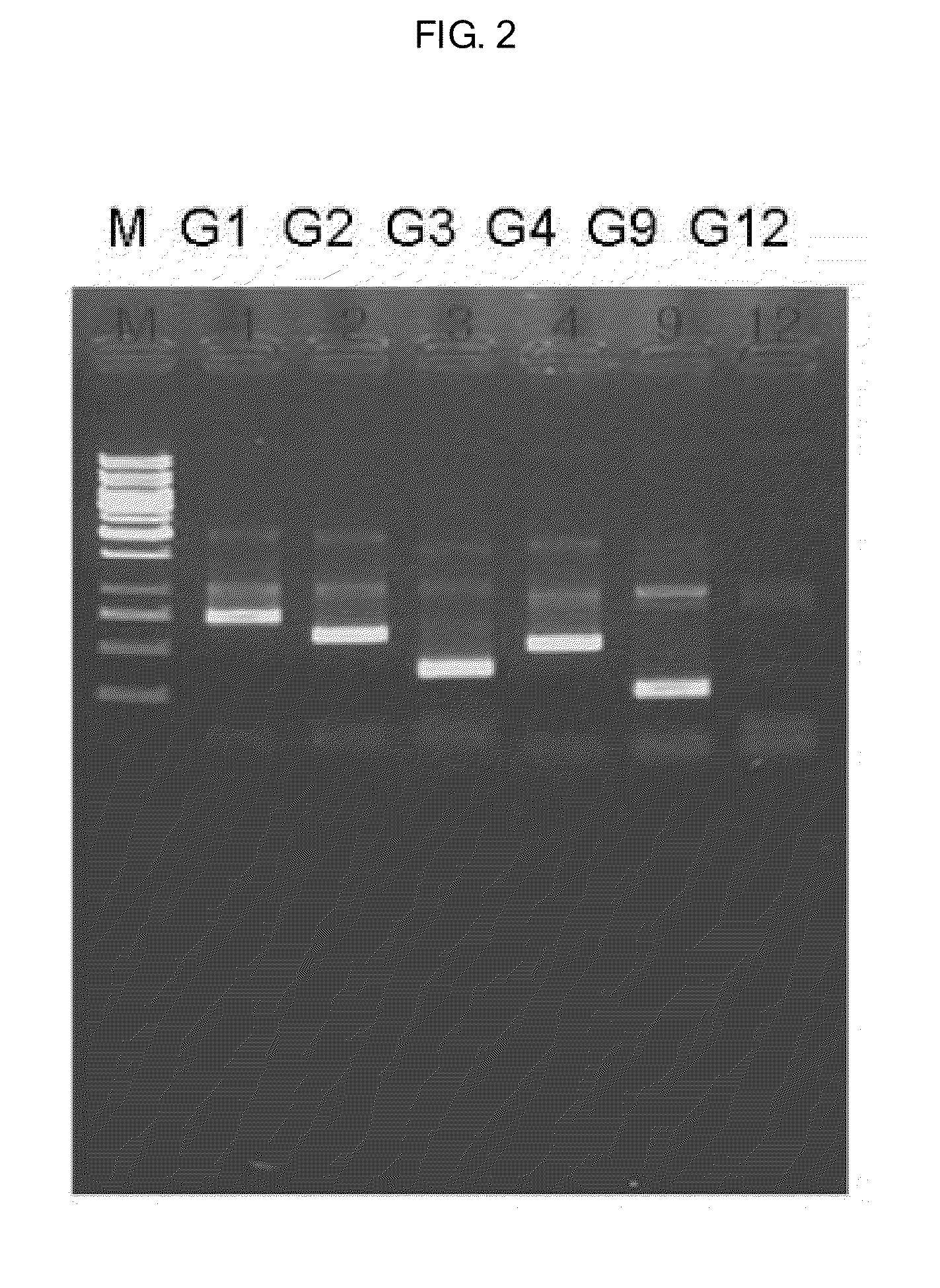 Human Rotavirus and Vaccine Composition Comprising Same