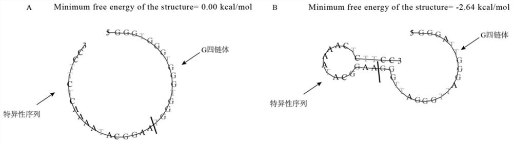 Primer, probe and kit for absolute quantification of Rhizopus oryzae