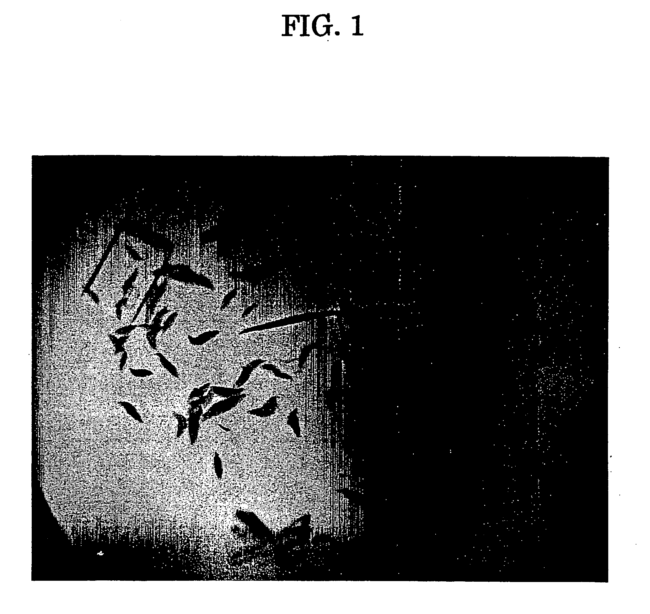 Three-dimensional structure of dipeptidyl peptidase IV