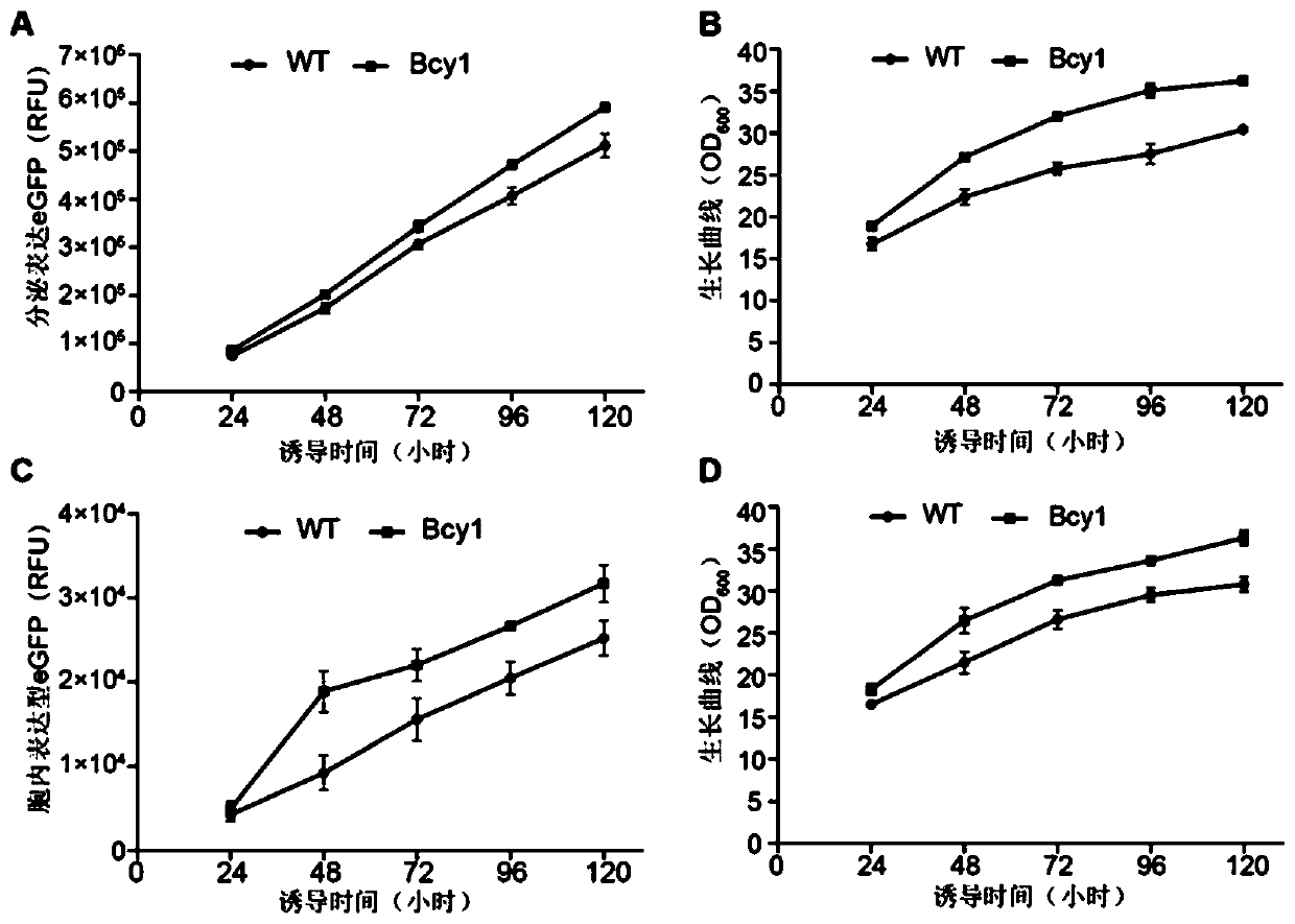 Application of pichia pastoris translation correlation factor Bcy1 to foreign protein expression