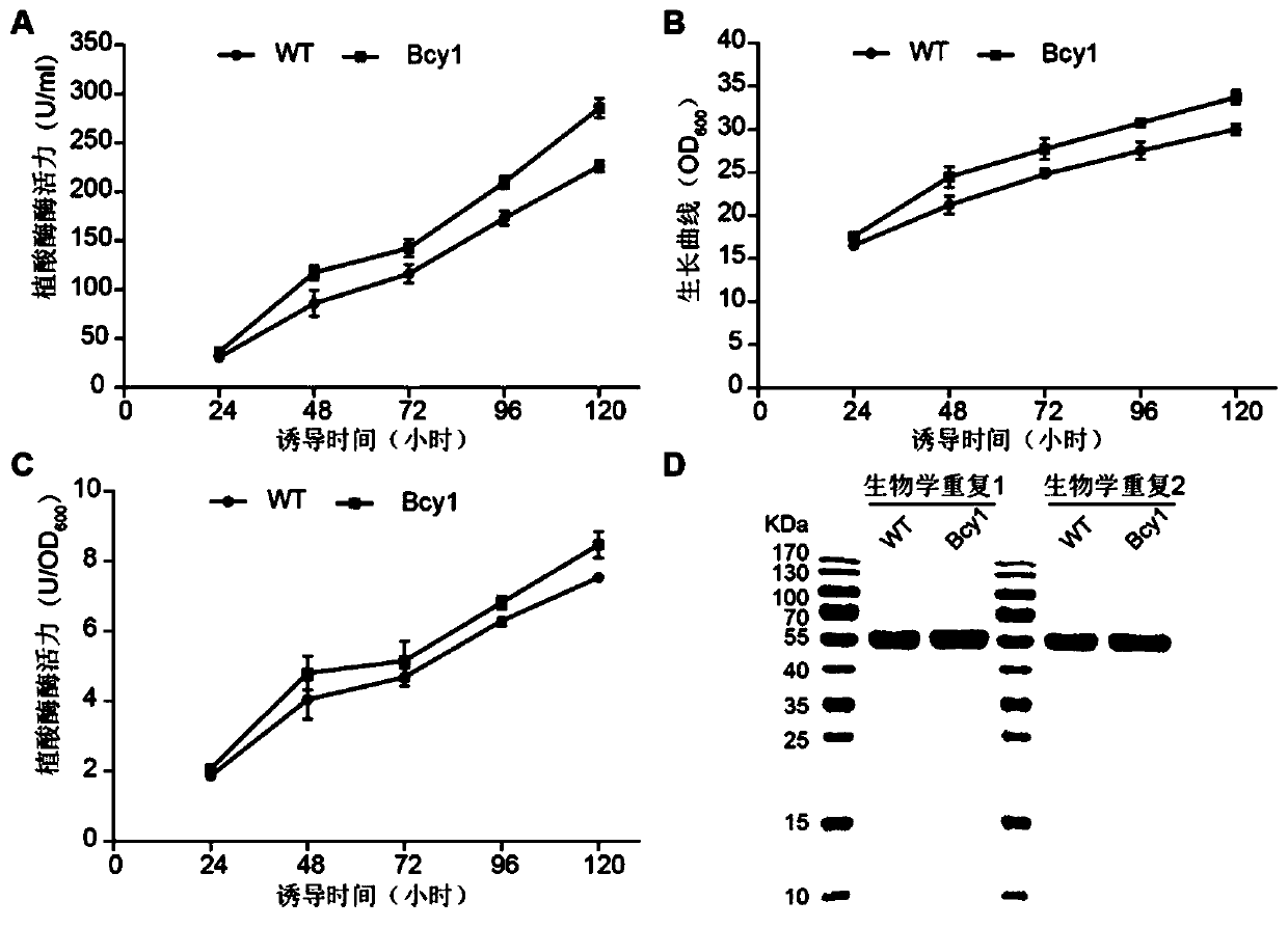 Application of pichia pastoris translation correlation factor Bcy1 to foreign protein expression