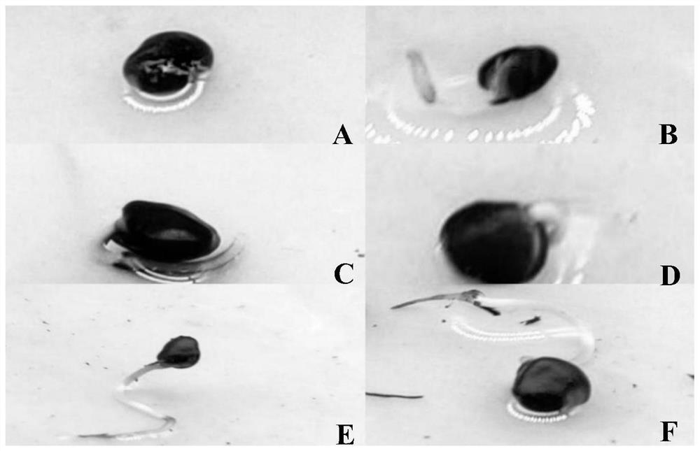 Method for promoting rapid germination of rhus chinensis seeds