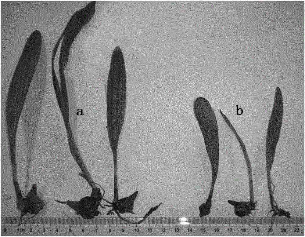 Cultivating method of pleione bulbocodioides polyploidy plants