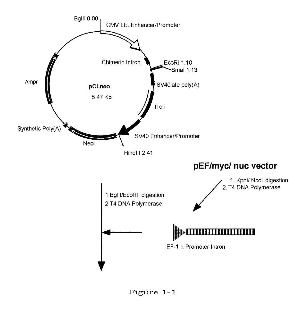 Method for producing glycoprotein having mannose residue as non-reducing end of sugar chain