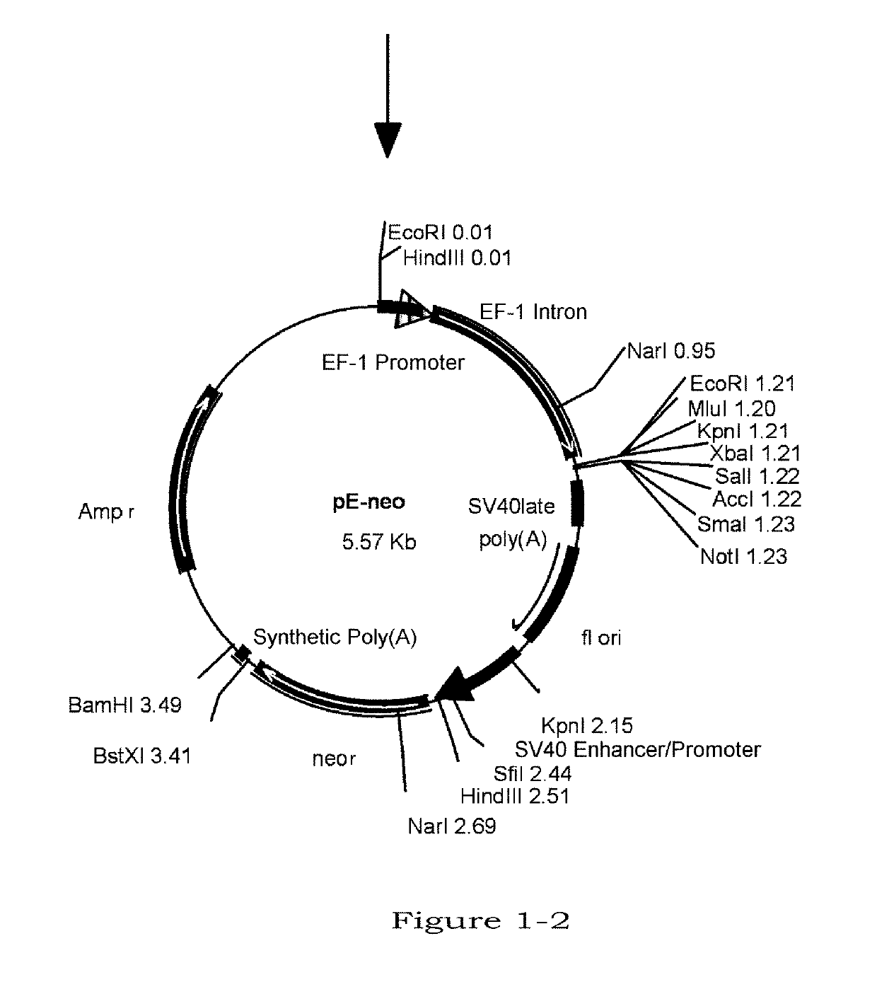 Method for producing glycoprotein having mannose residue as non-reducing end of sugar chain