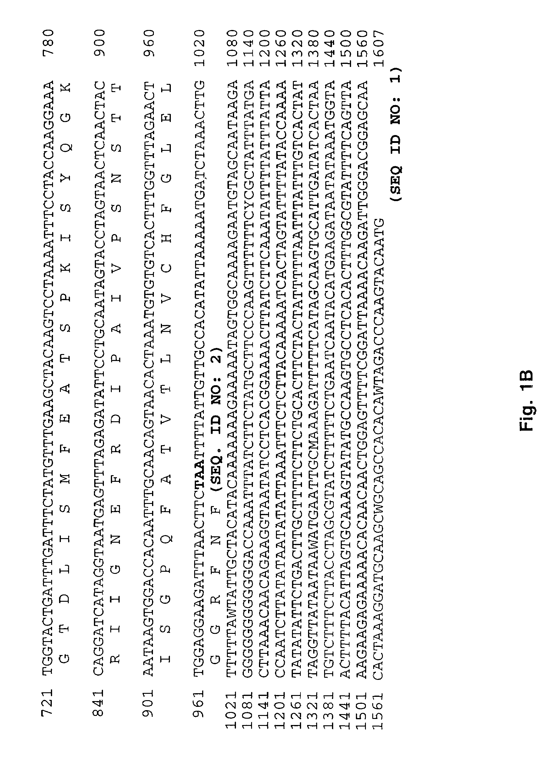 Homologous 28-kilodalton immunodominant protein genes of Ehrlichia canis and uses thereof