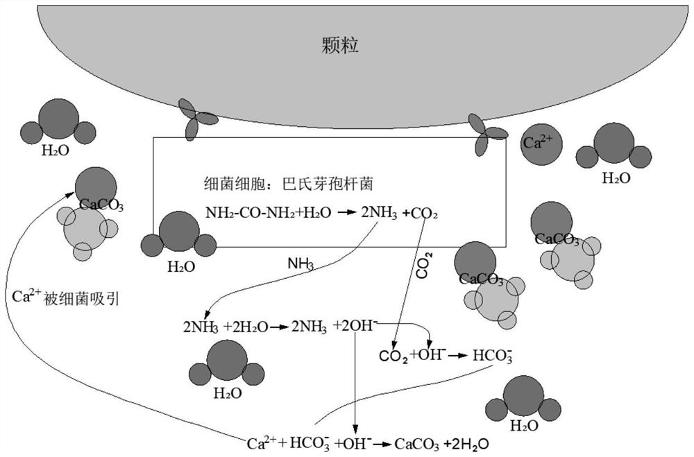 Microorganism induction silty-fine sand consolidating soft soil roadbed ecological improvement method