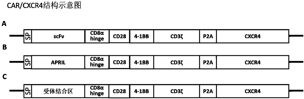 Chimeric antigen receptor modified lymphocyte capable of expressing CXCR4, and preparation method and applications thereof