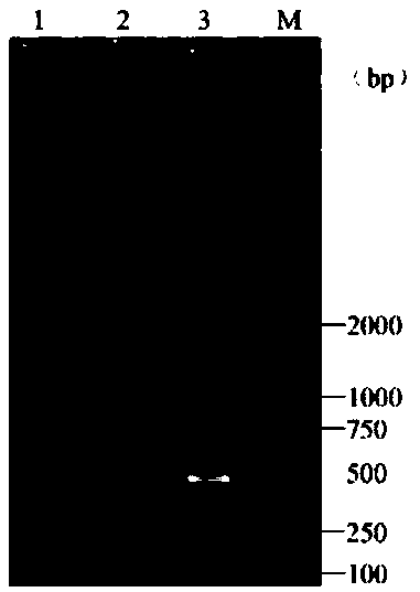 Detection method of ranavirus in water