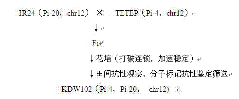 Breeding method of high-rice-blast-resistance rice intermediate materials