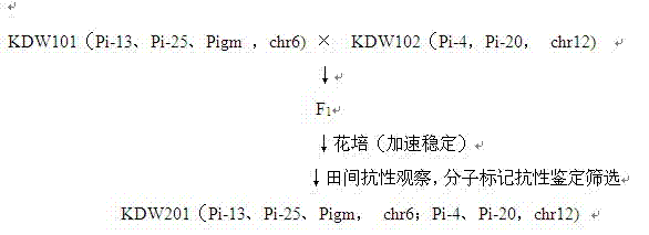 Breeding method of high-rice-blast-resistance rice intermediate materials