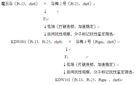 Breeding method of high-rice-blast-resistance rice intermediate materials