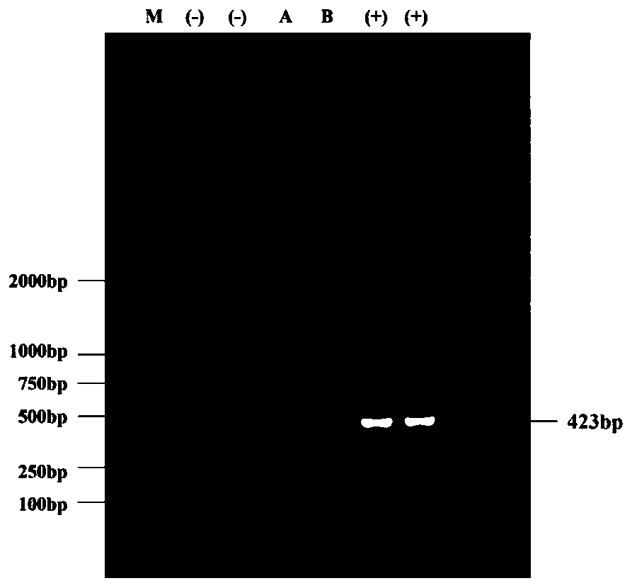 Method for inducing generation of dactylis glomerata L.hairy roots by agrobacterium rhizogenes