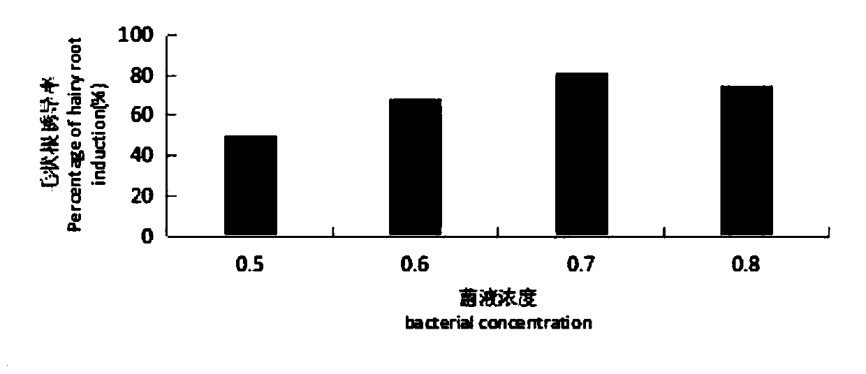 Method for inducing generation of dactylis glomerata L.hairy roots by agrobacterium rhizogenes